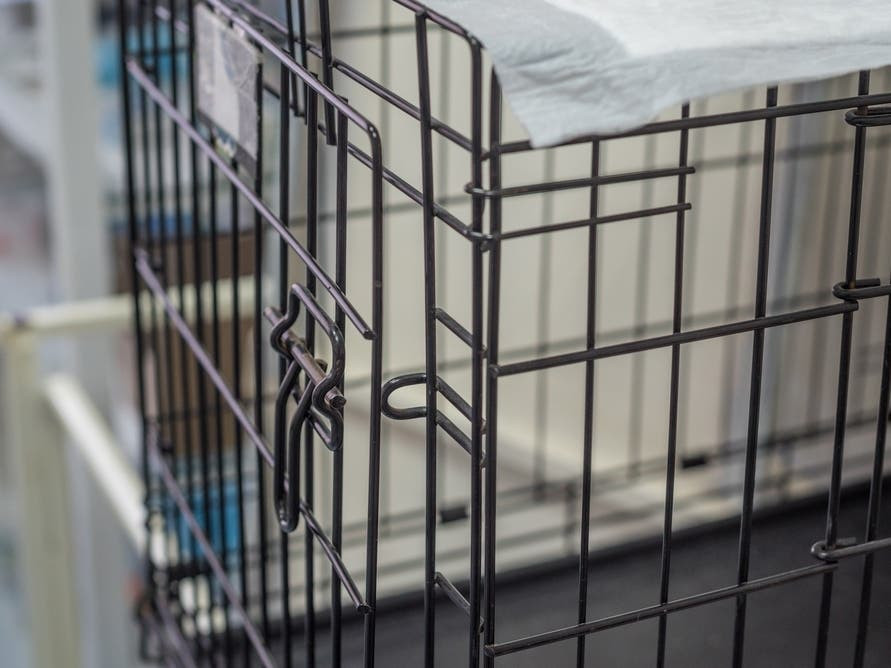 Poodle Raven Survives Days in Rockaway Shed and Is Safely Rescued by Morris County Team