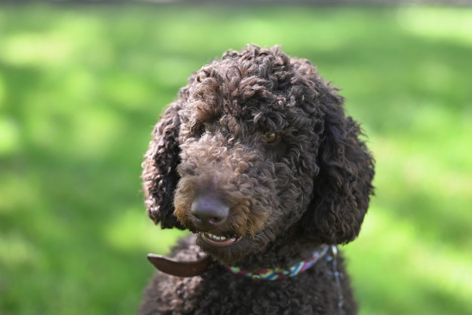 Raven the Standard Poodle Found Safe After Shed Ordeal and Careful Rescue in Rockaway