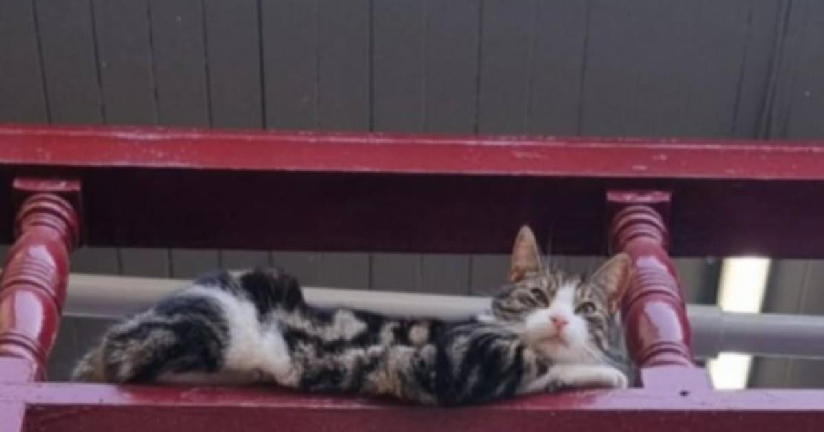 Keighley train station cat Coco is recovering after serious illness diagnosis