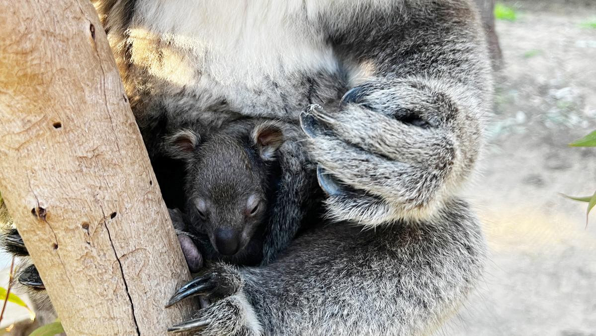 Yanchep National Park welcomes new koala joey as visitors vote on its name