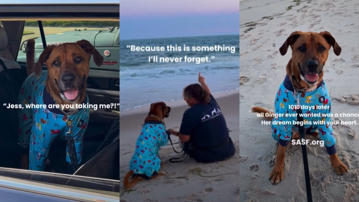 Shelter Dog Ginger Spice Sees Her First Sunset After 1,010 Days Waiting for a Home