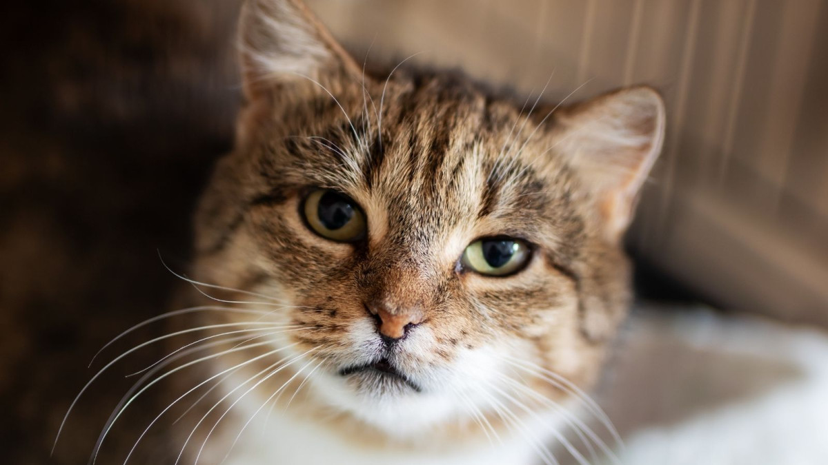 Woman Adopts Neighborhood Cat, Then Sees Missing Cat Signs That Seem to Match Him