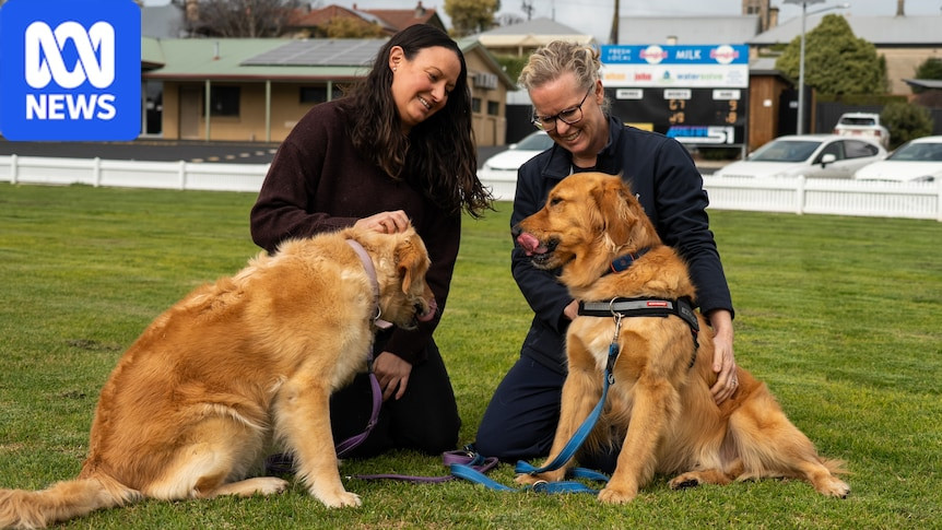 Golden Retriever’s Blood Donation Spurs Call for More Dog Donors in Limestone Coast