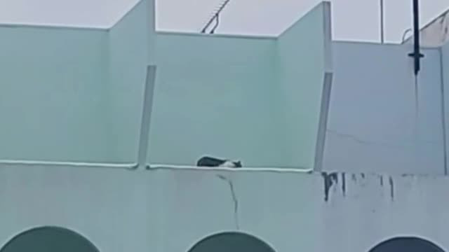 Stray Cat Nora Survives Third Floor Balcony Fall After Four Days Trapped in Thailand