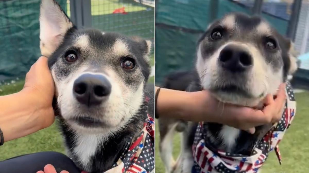 Brooklyn Shelter Dog Kangaroo Jack Waits With His Paws Crossed and Wins Everyone Over