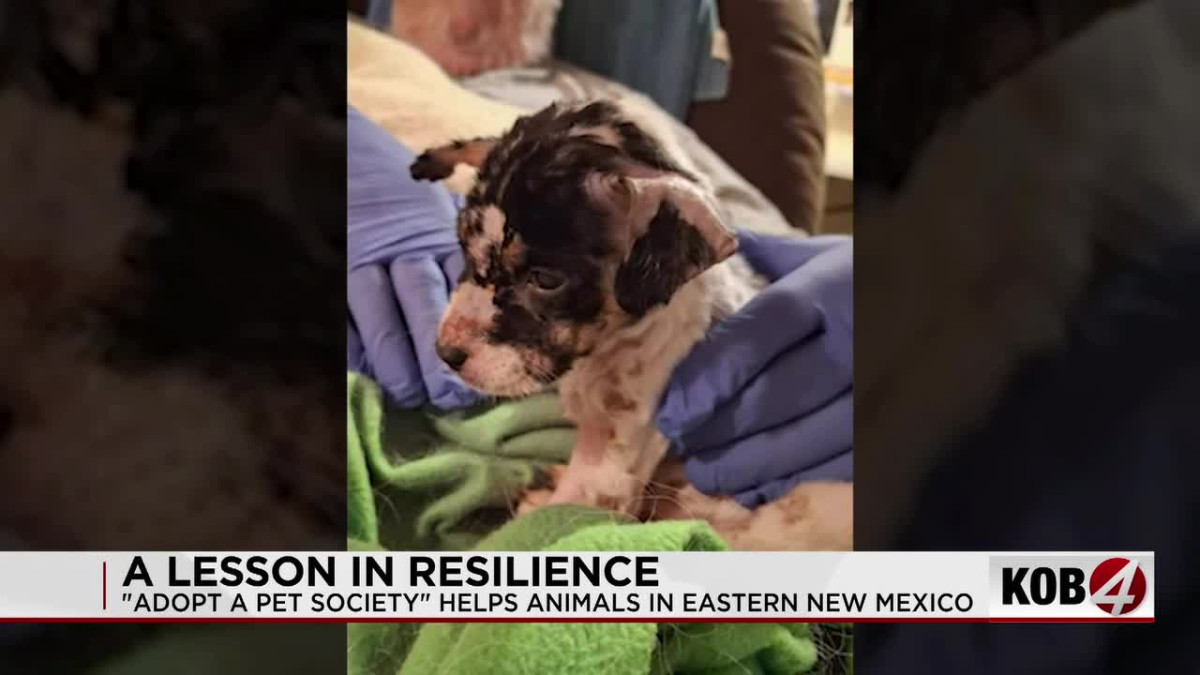 Puppy Found on an Ant Hill in Clovis Is Recovering After Veteran Rescuer Stepped In