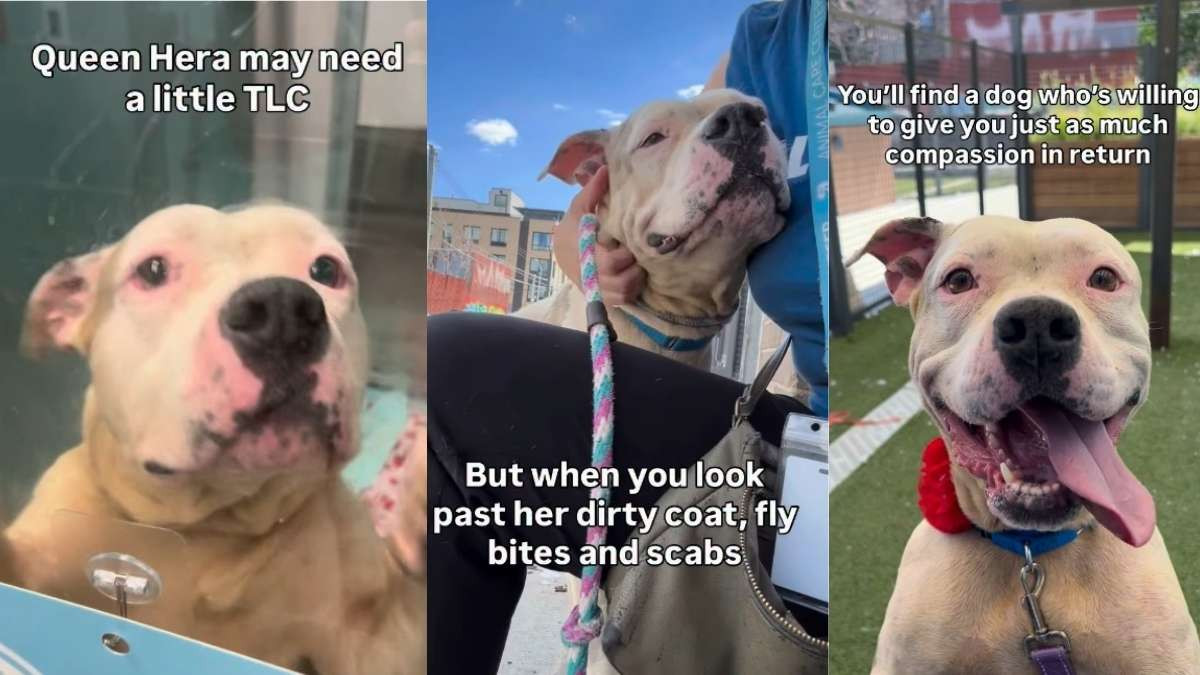 Queen Hera, Found Tied to a Pole, Wins Hearts With a Shelter Video Showing Her Sweet Spirit
