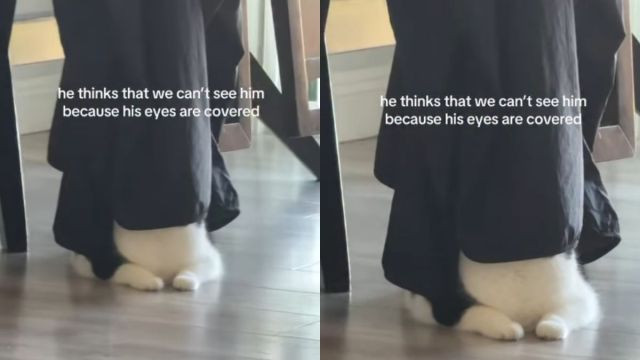 Viral Cat Chopper Covers His Eyes and Decides No One Can See Him