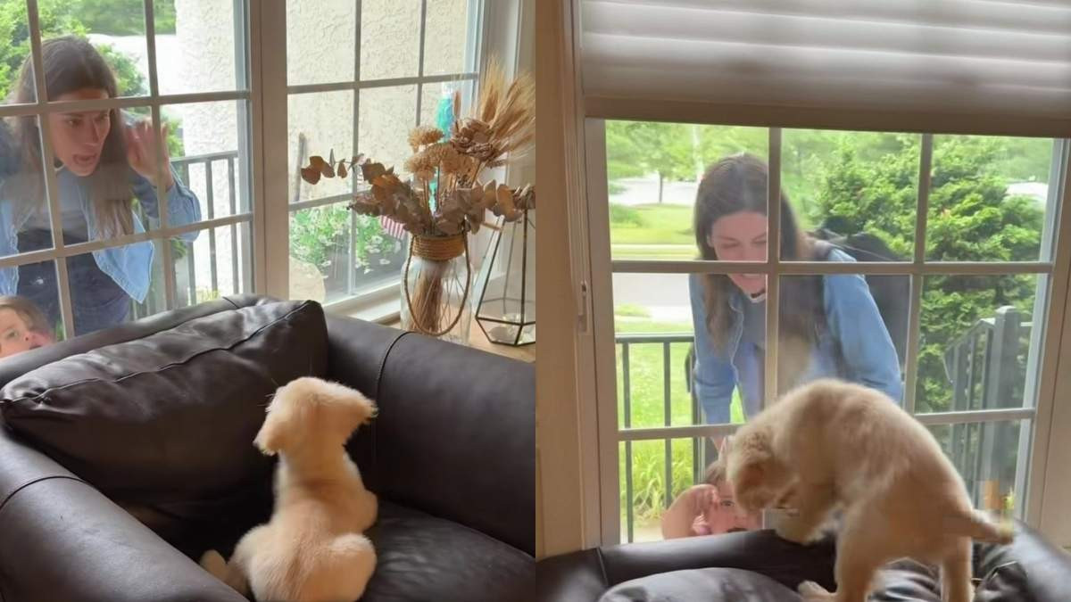 Golden Retriever Puppy Honey Bea Mason Wakes Up, Spots Mom at the Window, and Rushes Over for Cuddles