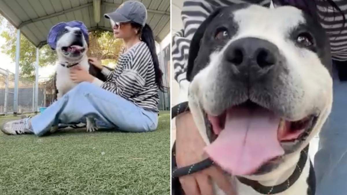 Rambo the Shelter Dog Climbs Into a Volunteer’s Lap as a 72 Hour Deadline Nears