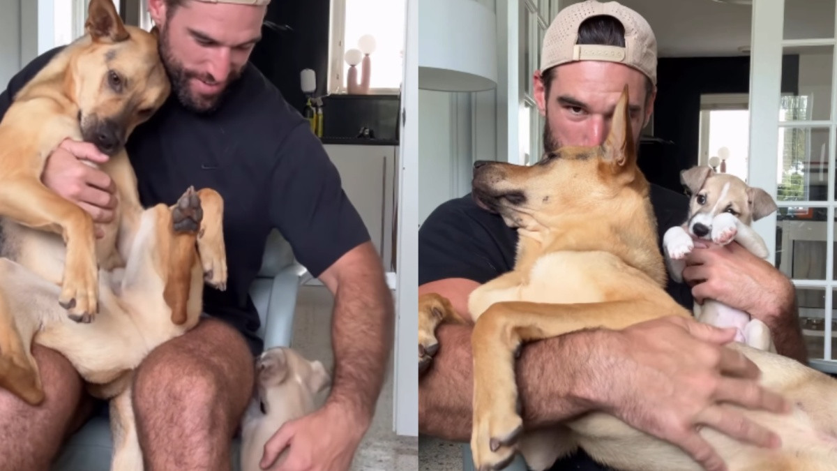 Rescue Dog Cactus Lets Foster Puppy Cowboy Share Dad's Lap in Sweet Viral Video