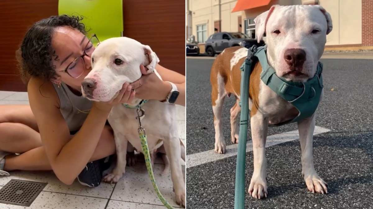 Shelter Dog Buster Walks Out of His Kennel for the Last Time and Into a New Life