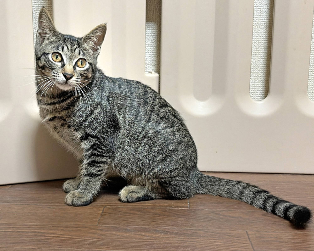 Rescue kitten Nova survived a fragile start and grew into a fearless, affectionate young cat