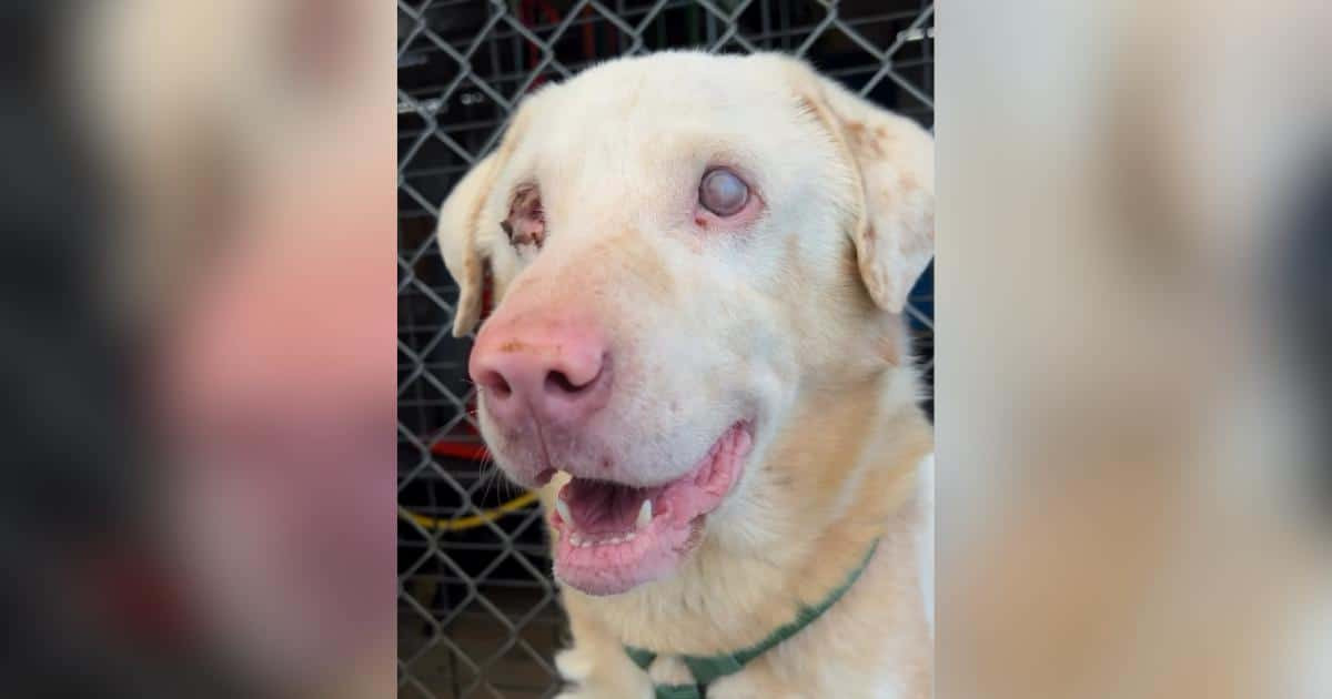 Blind Dog Found After Night Alone in Arizona Desert Gets a Second Chance