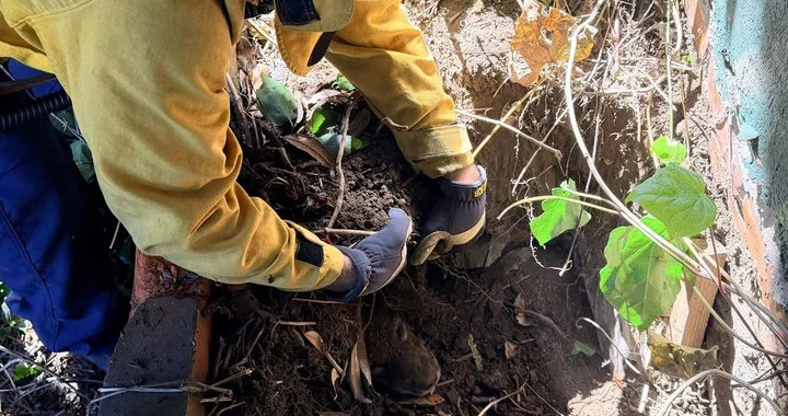 Firefighters Free Golden Retriever Trapped Beneath Brick Planter Wall in McKinleyville