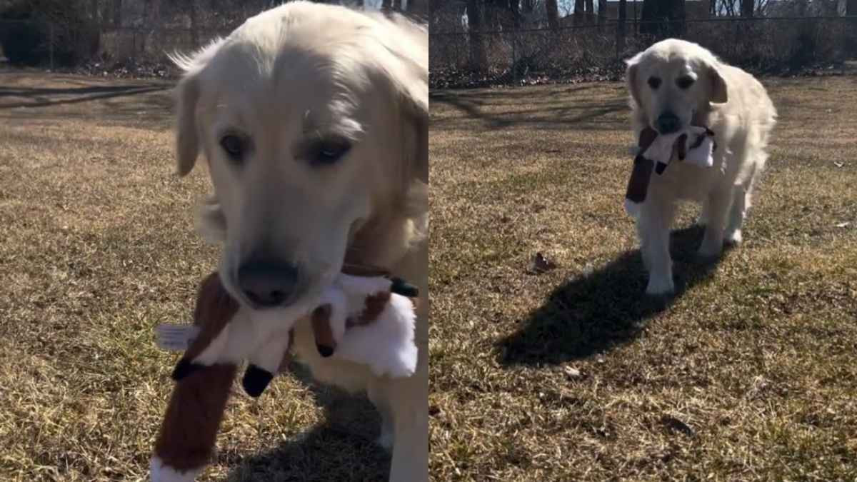 Senior Rescue Golden Retriever Bruce Finally Gets Room to Run, and the Video Says Everything