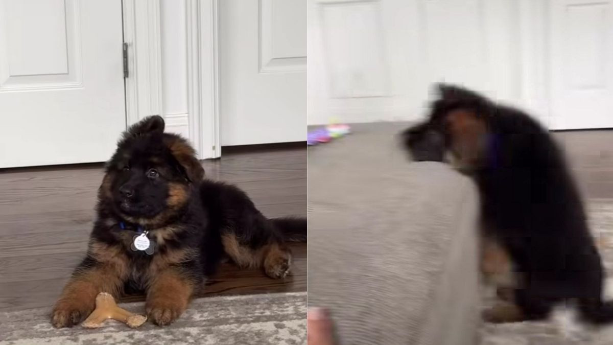German Shepherd Puppy Tries to Copy Older Dog's Couch Jump and Wins Hearts With the Aftermath