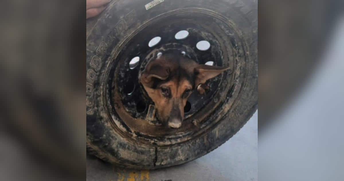 Puppy Found With His Head Stuck in a Tire Gets the Name Hotwheels and a Second Chance
