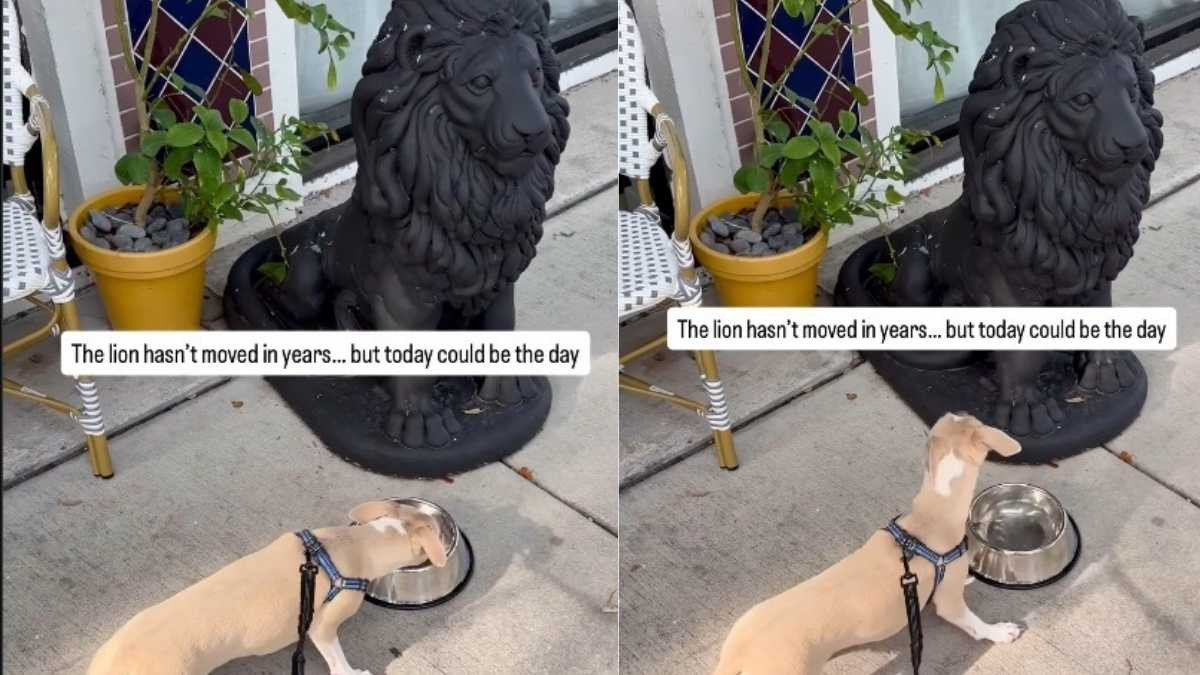 Puppy Tries to Drink From a Cafe Water Bowl While Keeping a Nervous Eye on a Lion Statue