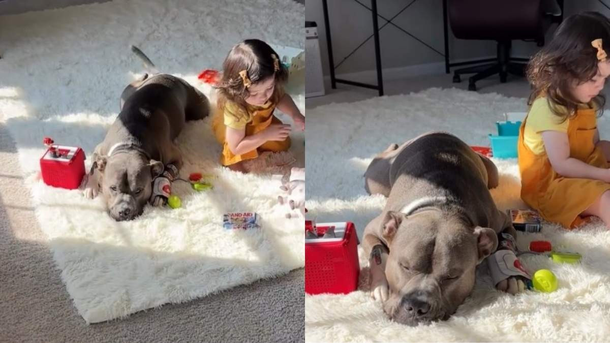 Mom Checks on Her Quiet Toddler and Dog, Then Finds Hippo Calmly Playing Patient