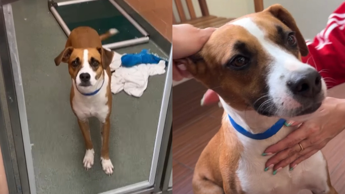 Returned Shelter Dog Tito Waits by the Window for a Family Ready for His Energy and Affection