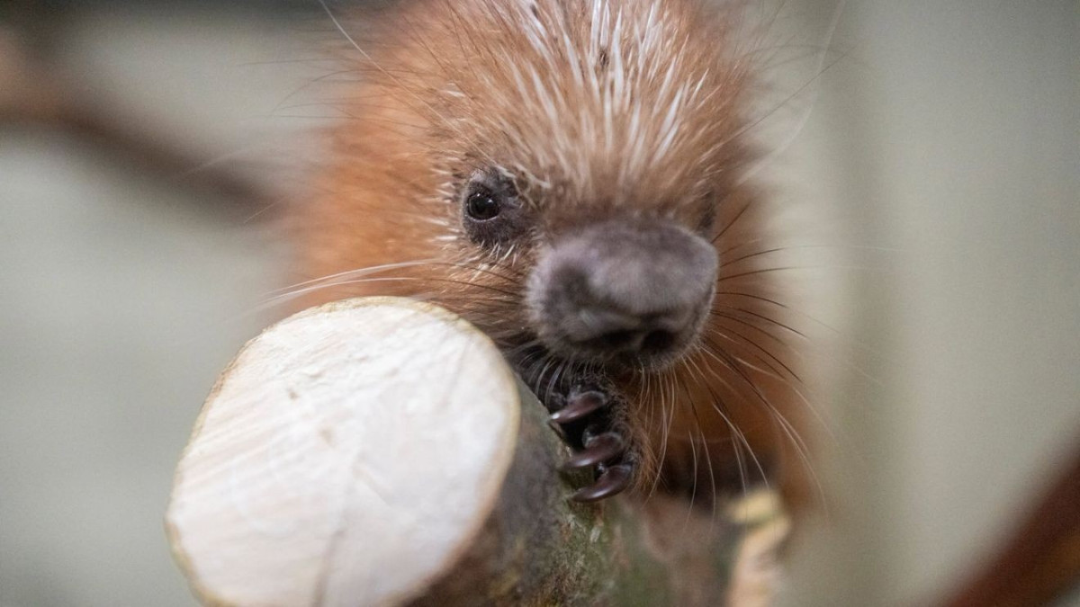 Point Defiance Zoo Welcomes Its First Prehensile-Tailed Porcupine Birth in 121 Years