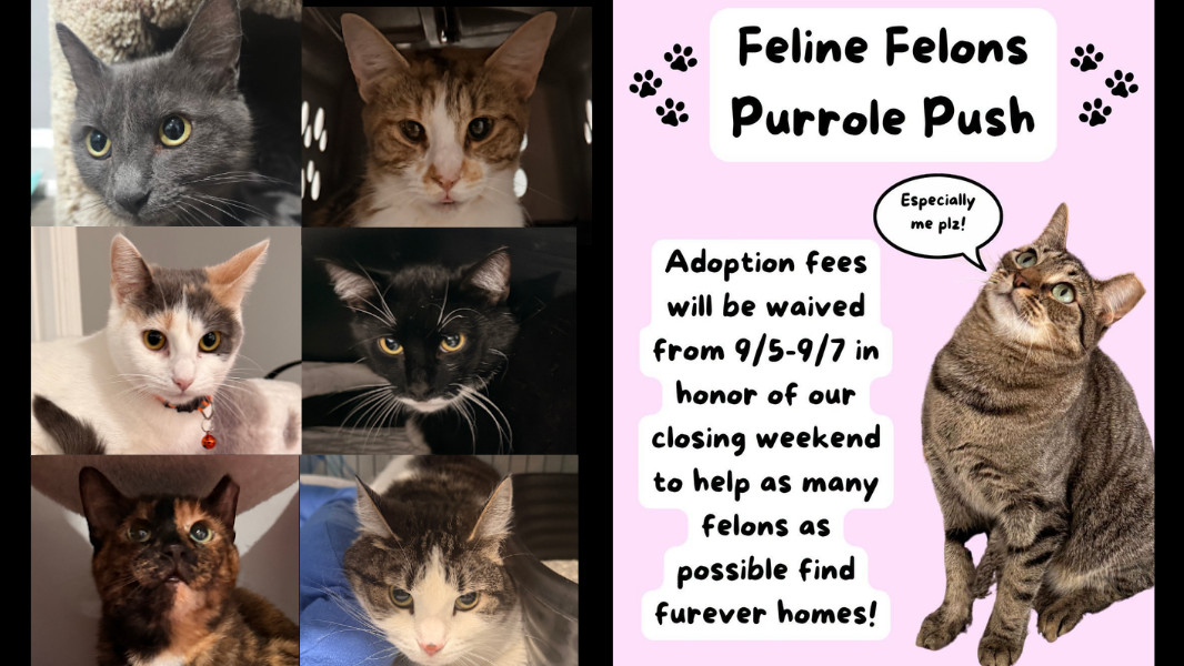 Feline Felons Cat Cafe Nears Waldorf Closure With Fee-Free Cat Adoptions Before Sept. 7