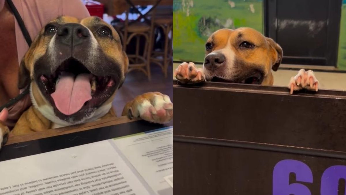 Shelter Mama Dog Miss Finster Watched All Her Puppies Get Adopted. She Is Still Waiting After Nearly 3 Years