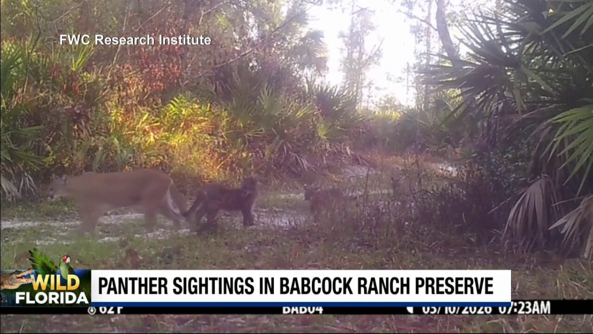 Rare Florida panther video shows mom and 3 kittens at Babcock Ranch Preserve