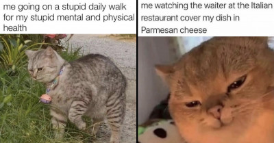 Cat Memes That Will Make You Laugh Out Loud (16 Pictures)