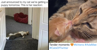 We Can't Get Enough of These Hilarious Cats and Dogs That Have Been Shared on the Internet