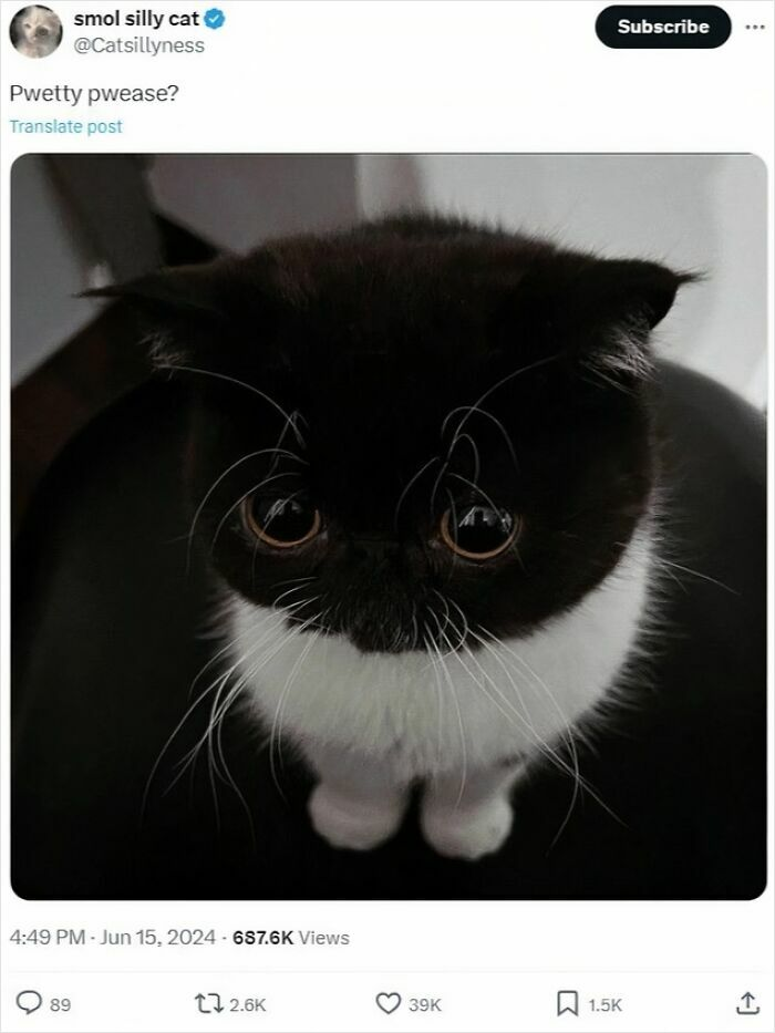 36. “Negotiation skills: 100. Defense against cuteness: 0.”