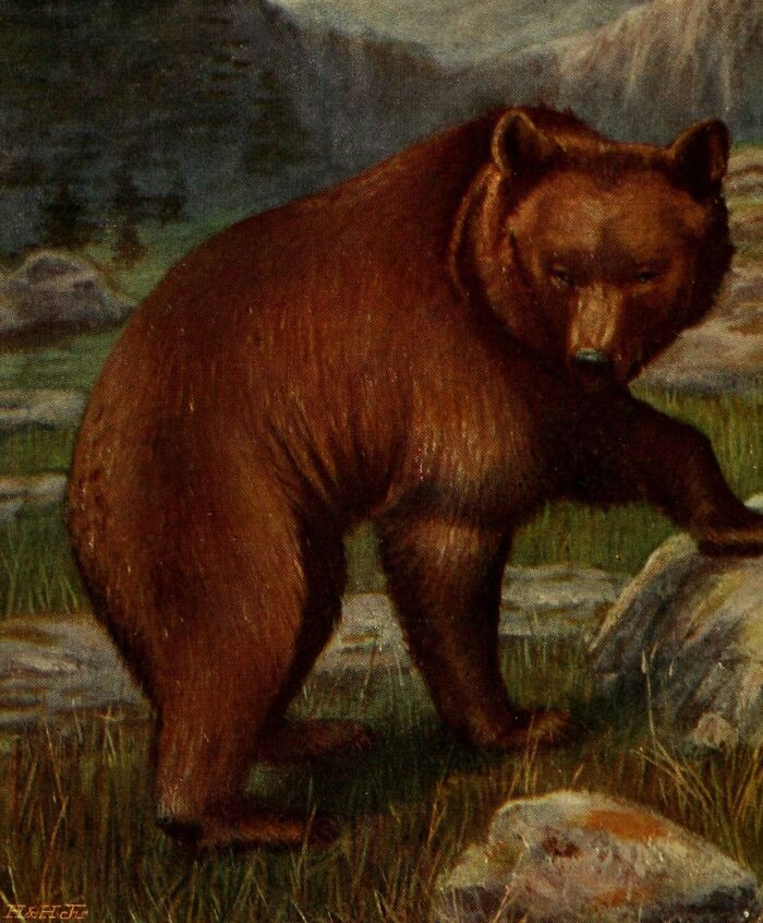 Atlas Bear - Extinct 1870