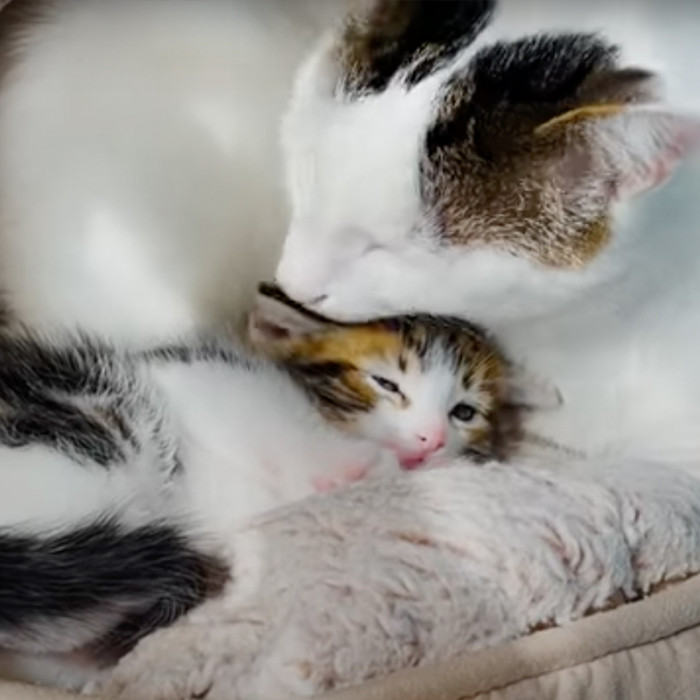 “Introducing these kittens to him for the first time was a big moment,” Grace said.