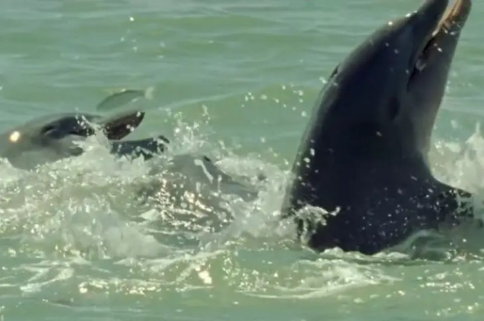 Beyond the Enchanting and Carefree Demeanor of Dolphins Lies a Side Shrouded in Mystery