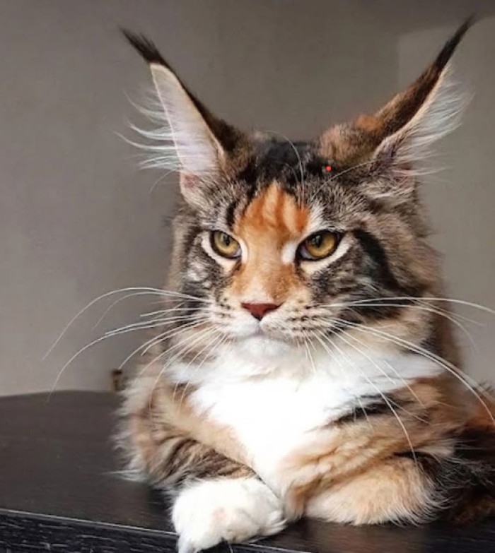 Do all Maine Coons have lynx tips?