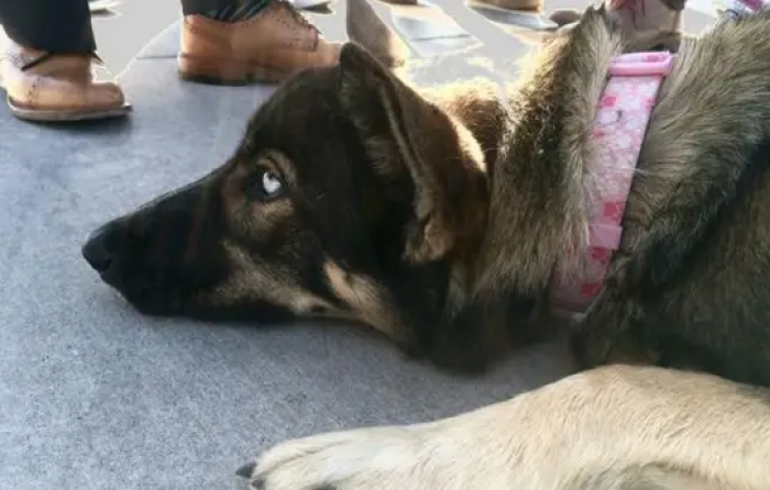 Remarkably, after more than a month, Luna was spotted on San Clemente Island, a Navy-owned training base situated 70 miles off San Diego.