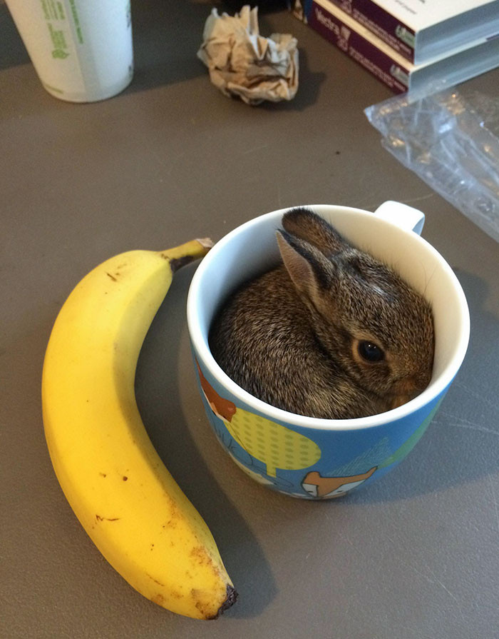12. Banana. Bunny in a Cup for Scale. That Is All