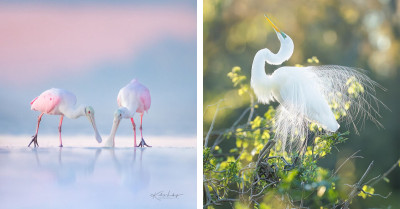 23 Amazing Bird Photos Captured By Award-Winning Photographer