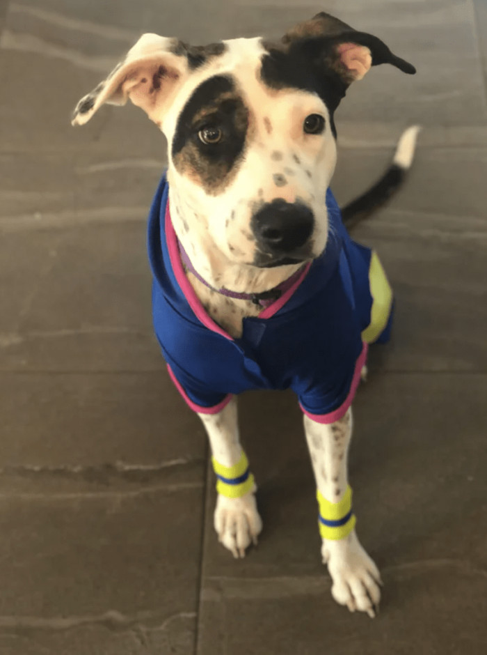 Eddy the dog smiling in her forever home after six weeks