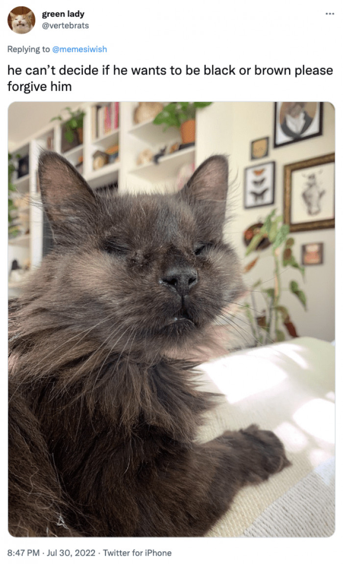 15. It's definitely okay to be undecided as long as he knows he's a cat. That's all that matters.