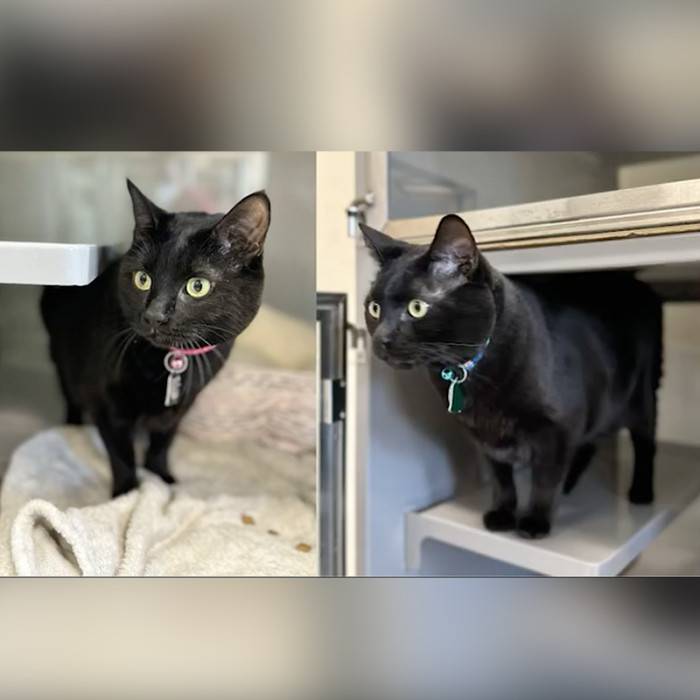 Woman named Violet was staying at an Airbnb with her two black cats, Nas and Nia.