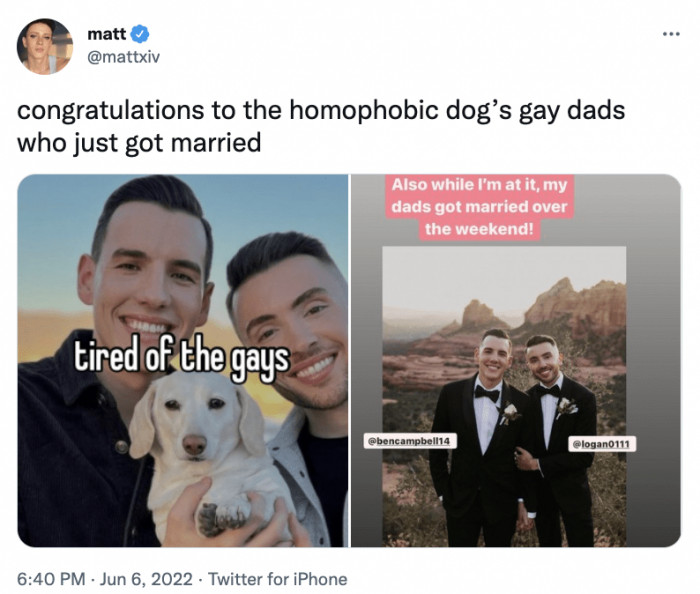 15. Do dogs secretly judge us?