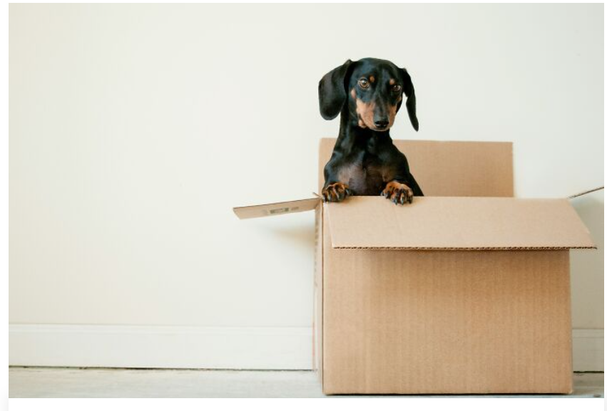 39. Apart from the usual caveats about costs, be warned about dachshunds.