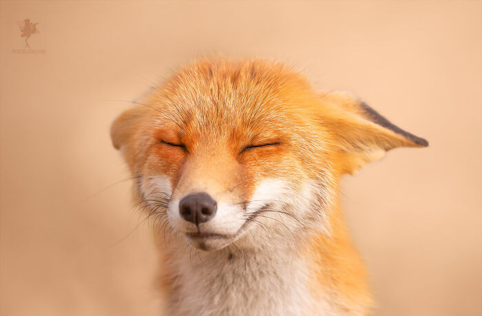 10. Zen Fox