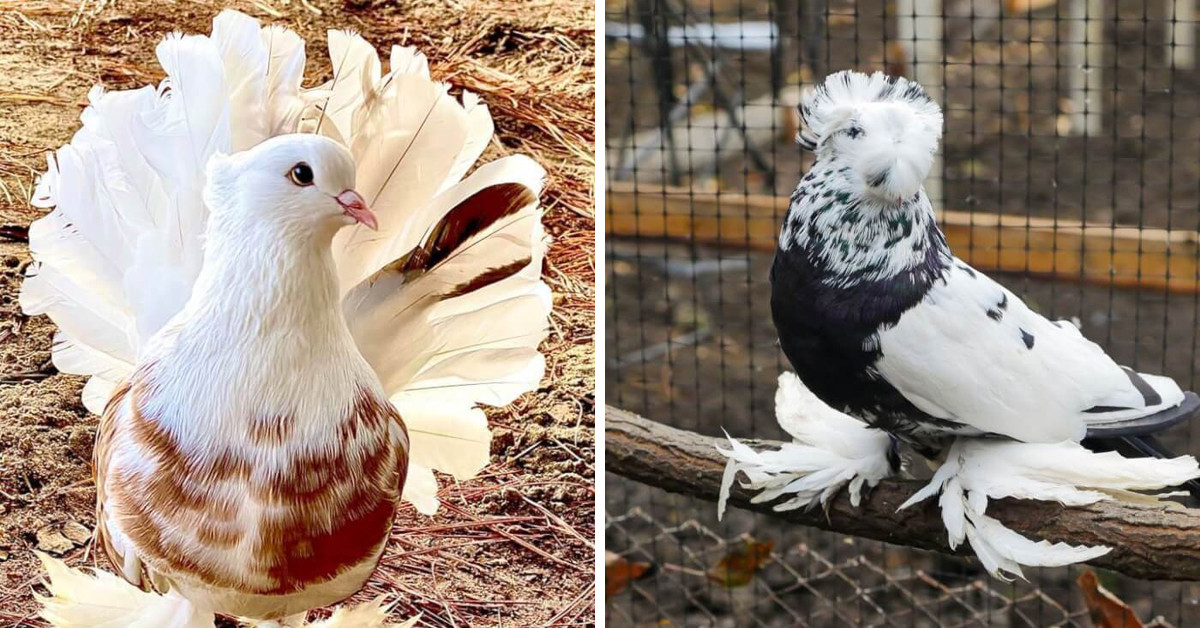 Here Are 20 Of The World's Most Elegant And Beautiful Breed Of Pigeons