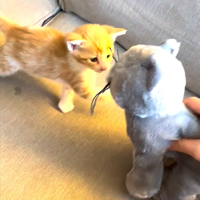 “He’s reached the stage where he’s getting super-playful now,” explained Julia.