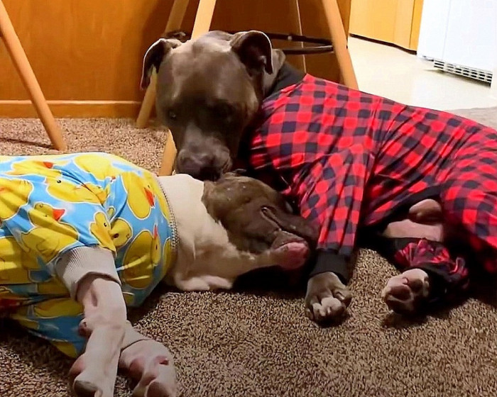 Bubby now has a brother. Simon is also an adopted dog. And they enjoy each other's company.