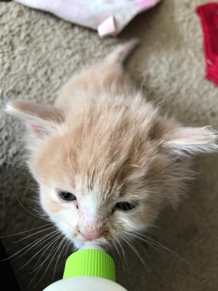 San Jose Animal Services brought him to Saving Grace Rescue, an animal shelter