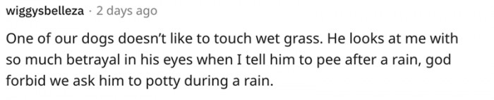 This dog has no desire to touch wet grass but still...